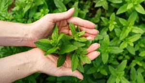 bunch-fresh-mint-female-hands